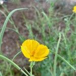 Glaucium flavumFleur