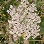 Daucus muricatus Květ