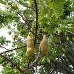 Castanospermum australe Fruct