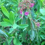 Kalmia polifolia Hábitos