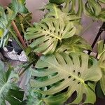 Monstera deliciosaЛист