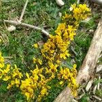 Cytisus galianoi Floare