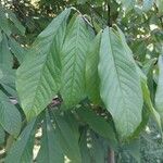 Asimina triloba Fuelha