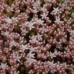 Sedum anglicum Blomma