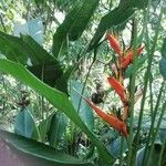 Heliconia latispatha Λουλούδι