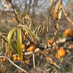 Hippophae rhamnoides फल