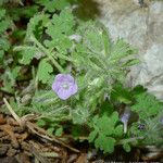 Phacelia cryptantha Хабит