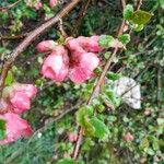 Chaenomeles speciosa Flower