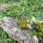 Galium anisophyllon Квітка