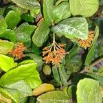 Viburnum suspensum Fruit