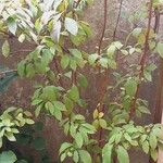 Viburnum × bodnantense Habitus