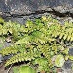 Asplenium foreziense Costuma