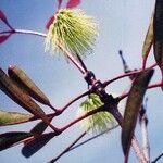 Cunonia macrophylla Kukka