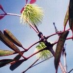 Cunonia macrophylla Λουλούδι