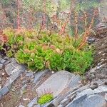 Aeonium glutinosum Blatt