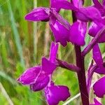 Anacamptis laxiflora Flor