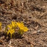 Sternbergia luteaফুল