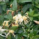 Lonicera japonica 花