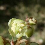 Pyrola chlorantha Flower