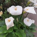 Zantedeschia aethiopicaKwiat