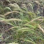 Festuca fasciculata 葉