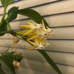 Hoya multiflora Kwiat