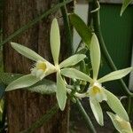 Vanilla odorata List