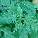 Urtica cannabina List