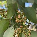 Eucalyptus polyanthemos Flor