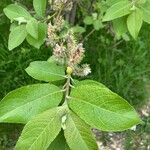 Salix laggeri Feuille