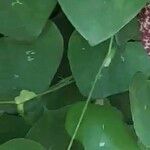 Aristolochia littoralis Leaf