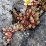 Saxifraga conifera ফুল