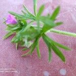 Geranium palmatum Лист