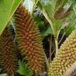 Gunnera tinctoria Цвят