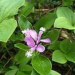 Polygala paucifolia Λουλούδι