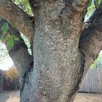 Quercus fusiformis Corteza
