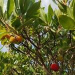 Arbutus andrachne Frucht