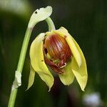 Darlingtonia californica Flor