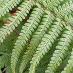 Dryopteris filix-mas Feuille