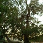 Ziziphus spina-christi Yaprak