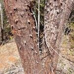 Didierea madagascariensis Bark