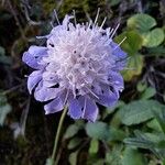 Scabiosa cinerea 花
