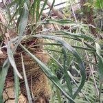 Campyloneurum angustifolium Yaprak
