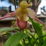 Phragmipedium longifolium Flower