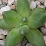 Pachyphytum compactum Liść