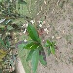 Ixora hookeri अन्य
