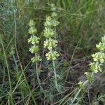 Sideritis fruticulosa Plante entière