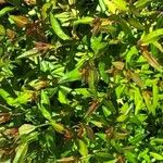 Heimia salicifolia Hoja