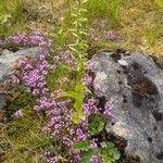 Epipactis helleborineLorea