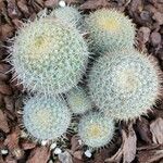 Mammillaria hahnianaЦвят